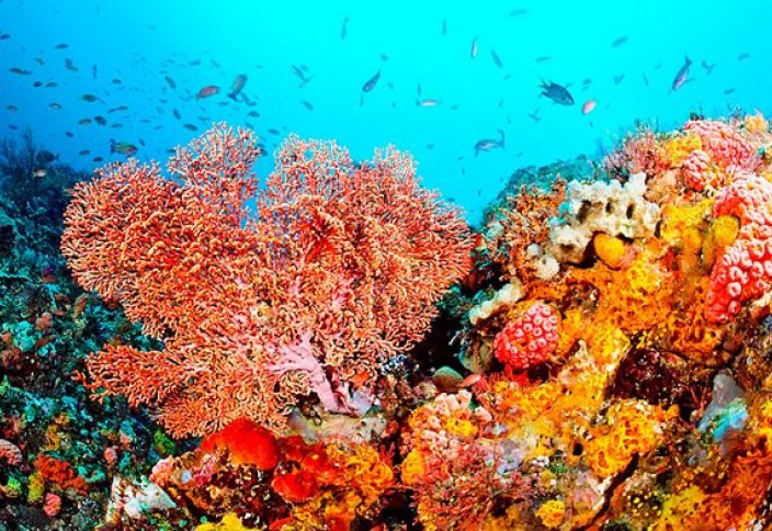 Все кораллы на планете с большой вероятностью погибнут до конца века