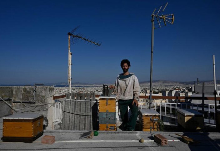 Афиняне занимаются городским пчеловодством, размещая ульи на крышах для поддержки местных экосистем