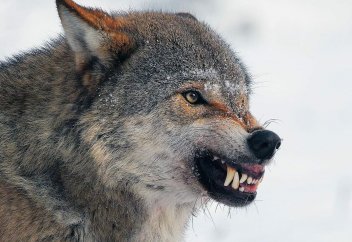 Волков полностью истребили в Северном Казахстане