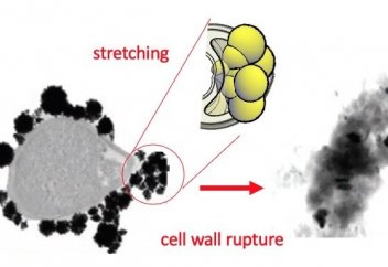 Антибиотикке балама бола алатын бағалы металл