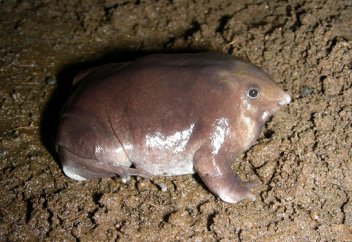 Томпақ бақа (видео)