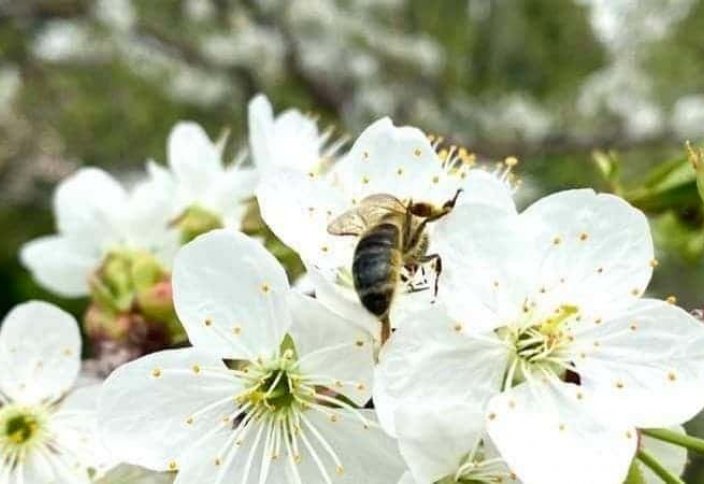 Причину гибели пчёл на юге Казахстана объяснил бизнесмен Зейнулла Какимжанов