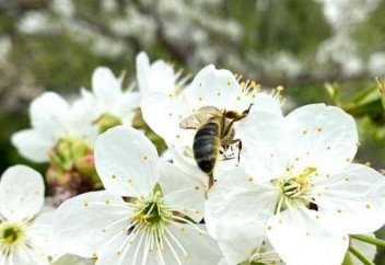 Причину гибели пчёл на юге Казахстана объяснил бизнесмен Зейнулла Какимжанов