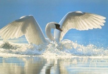 Қай жануарлардың еті халал саналады?