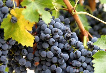 Өзбектер әлемнің 40 еліне жүзім экспорттап, пайданың астында қалды