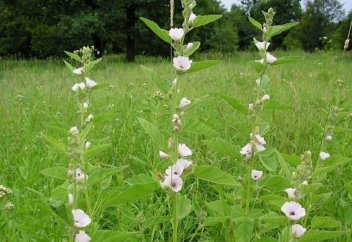 Қытай елімізде дәрілік шөптер қабылдайтын пунктер ашпақ