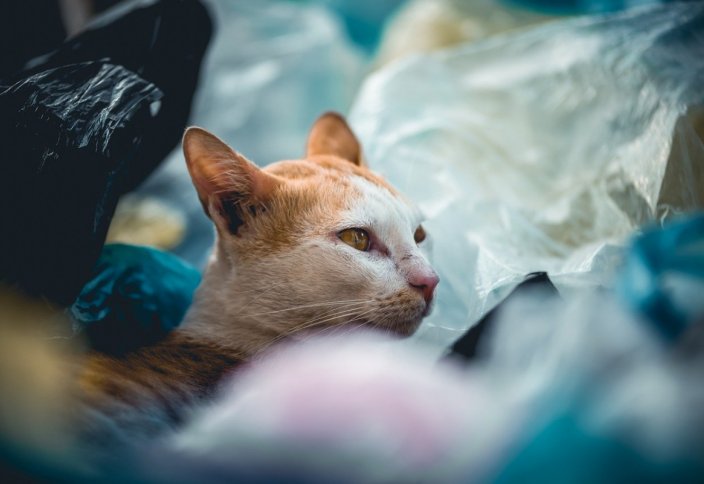 Разные: В странах Евразии запретят одноразовые пакеты