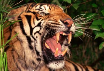 Үндістан оқушылары жолбарыстарды қорғау акциясын өткізді