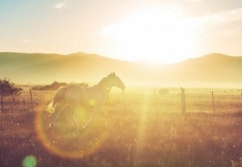 С точки зрения ислама: можно ли мусульманам есть конину?