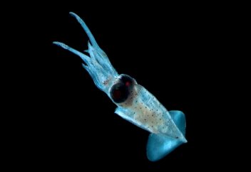 Жасанды ақуыздан жасалған бұлшық ет санаулы секунд ішінде өздігінен қалпына келеді (видео)