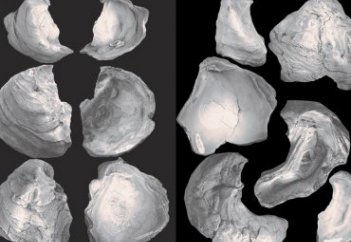 Ученые нашли на Мангышлаке следы уникальных устриц