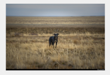 "Сынақ". Полигон маңындағы өмір (видео)