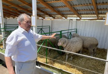 Мясную породу овец создают в Казахстане