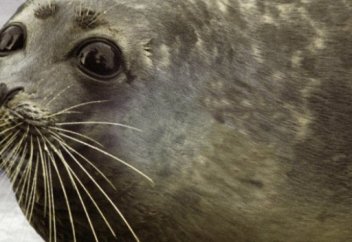 Каспийского тюленя внесли в Красную книгу