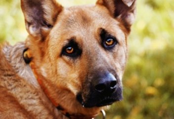 Санасыз ит болса да нәрестені өлім аузынан сақтап қалды