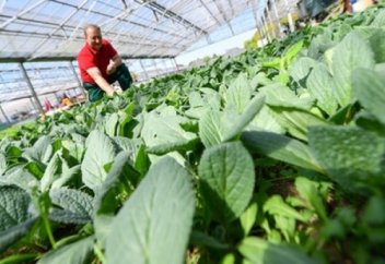 Ғалымдар кəрілікті баяулатудың қарапайым əдісін айтты