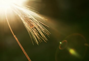 Өсімдіктірдің аптап ыстыққа төтеп беруіне көмектесетін бактерия табылды