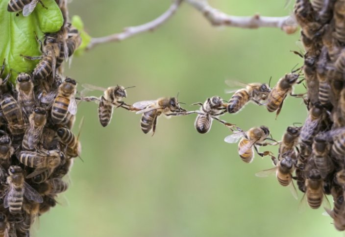 Пчелы понимают, что такое “ноль”