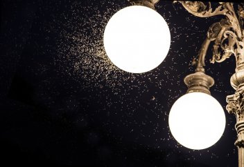 Жәндіктерді қорғау бағытында елеулі шара қолға алынды