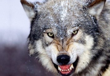 Бес облыста қасқыр атуға тыйым салынды