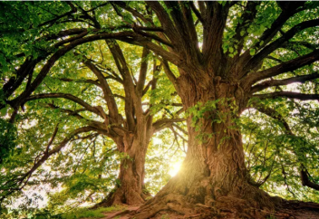 Өсімдіктің зақымдалған жері қалай қалпына келеді - регенерация тетігі табылды