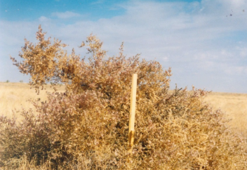 Новый сорт чогона вывели учёные Казахстана