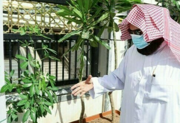 В Мекке началось озеленение Заповедной мечети