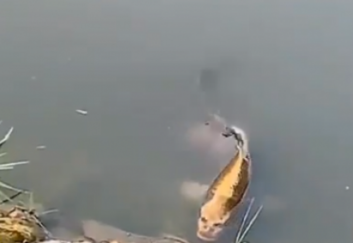 Рыба с "человеческим лицом" напугала пользователей (видео)