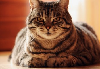 Жануарлар әлемі: Ит пен мысықтарды жиі тамақтандырмауға шақырды