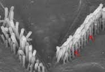 Гендік терапия керең тышқанның есту қабілетін қалпына келтірді