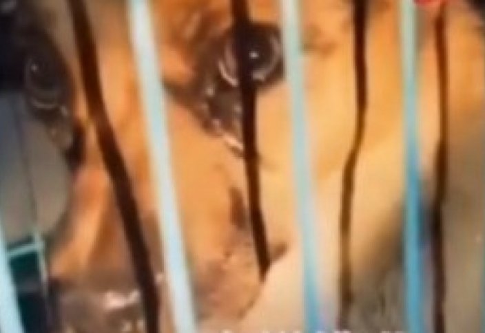 Разные: Спасенный от усыпления пес не смог сдержать слез и растрогал пользователей Сети (видео)