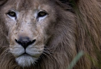 Хайуанаттар бағындағы жануарлар аштан қырылып жатыр (видео)