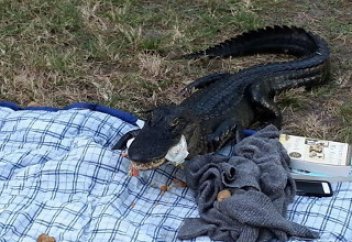 Жануарлар әлемі: Аш аллигатор студенттердің асынан «ауыз тиді» (ВИДЕО)