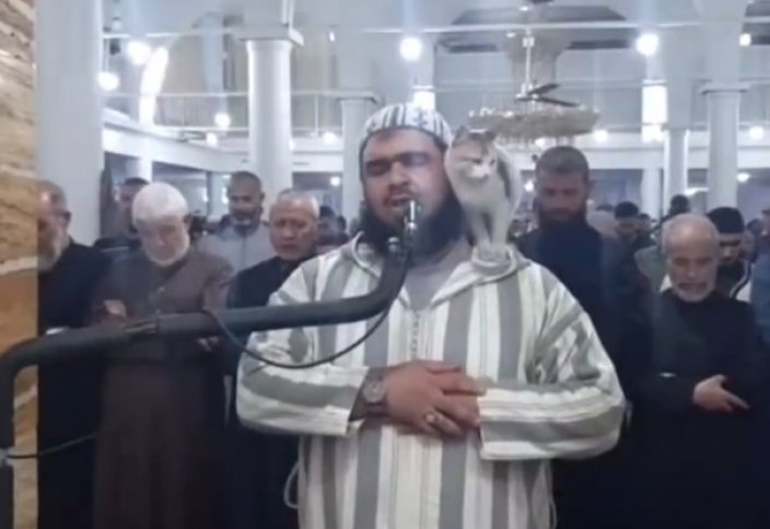В Алжире кот залез на имама во время таравих-намаза (видео)