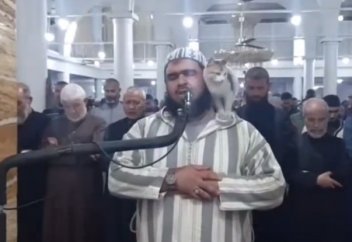 В Алжире кот залез на имама во время таравих-намаза (видео)