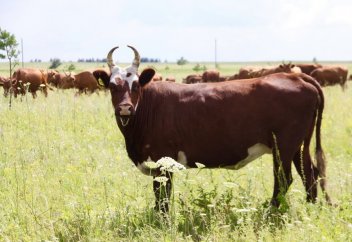 Почему девиз калмыцкой породы «Төзімді тұқым»