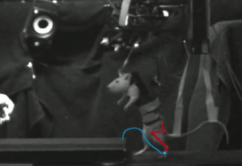 Арқа миы кесіліп, сал болып қалған атжалман қалай жүрді?