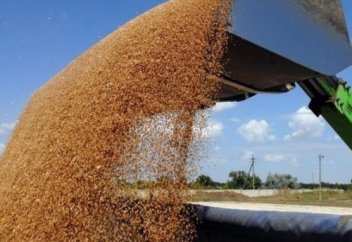 Қазақ бидайы су тегінге сатылып жатыр?