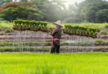 40 °C ыстыққа төзетін күріш пайда болды