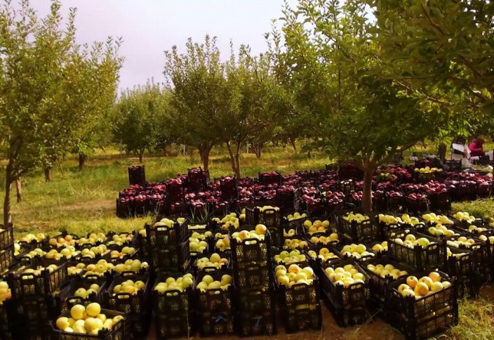 Урожай яблок в Ясудже. Сбор шафрана в городе Маранд (фото)