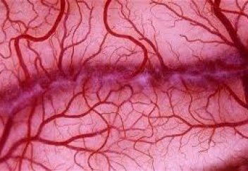 Жасанды қан тамыры жасалды