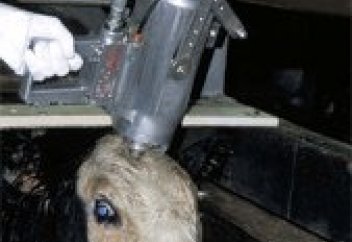 Бельгийских иудеев и мусульман огорчил законопроект об оглушении животных