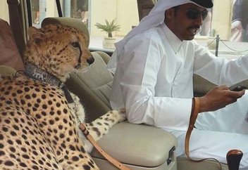 Дубай байларының ермегі (фото)