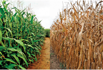 Адамзаттың тамақтану мен тағам таңдау мәдениетін үлкен өзгеріс күтіп тұр немесе күллі адамзат диета ұстайтын күн алыс емес