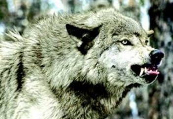 Шығыс Қазақстанда қасқырмен айқасқан азамат қайтыс болды