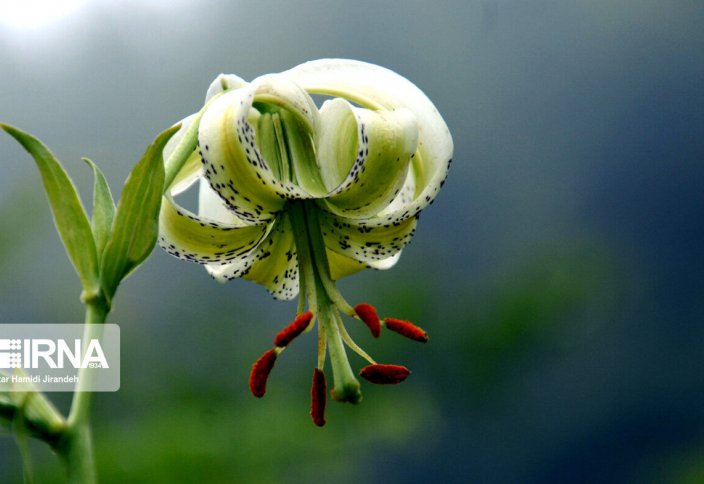 Цветение самого редкого цветка в мире (фото)