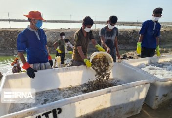 Выращивание креветкок в иранском Бендер-Аббасе (Иран, фото)