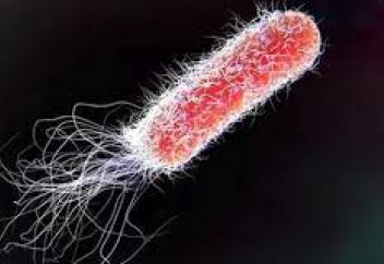 Ішек таяқшасы жылдан жылға антибиотикке бой бермей келеді