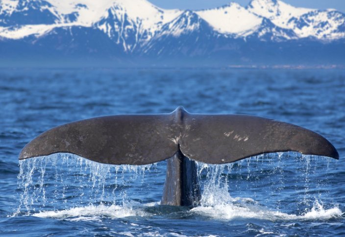 Ученые связали таяние льдов в Арктике с миграцией китов