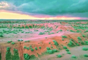 Араб шөліне 50 млн ағаш отырғызылады